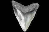 Juvenile Megalodon Tooth - Georgia #83645-1
